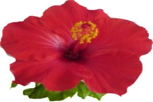 Red Hibiscus - The National Flower of Malaysia
